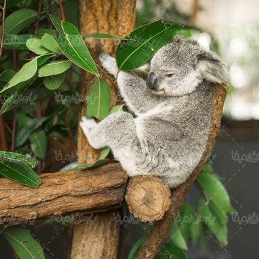 Koala bear