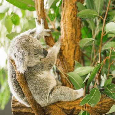 Koala bear