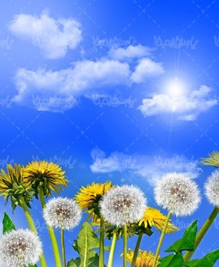 دانلود رایگان عکس بهار