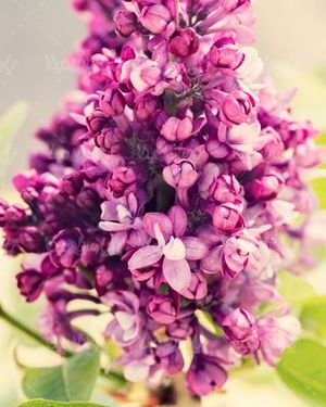 florist