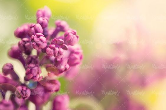 florist