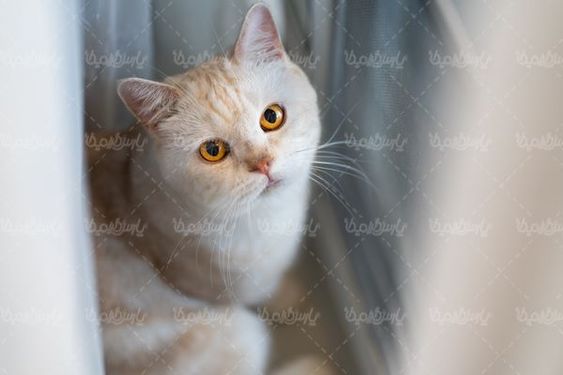گربه زیبا