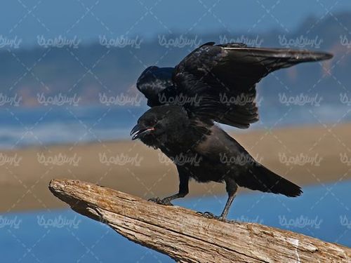 کلاغ
