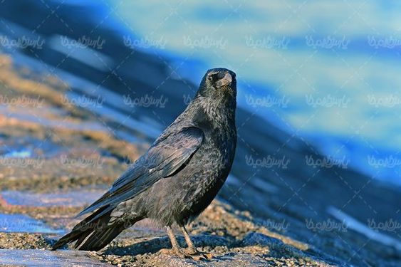 Crow
