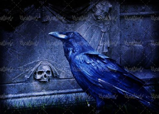 Crow