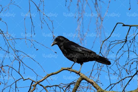 Crow