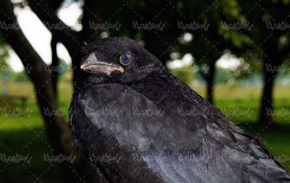 Crow