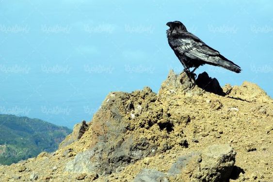 Crow