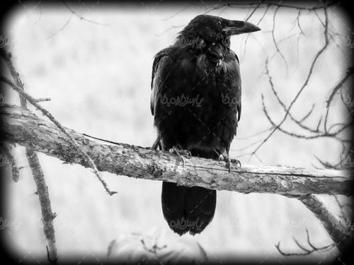 Crow