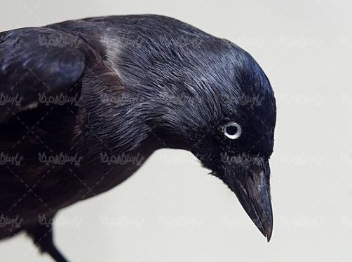 Crow