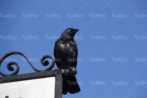عکس با کیفیت کلاغ