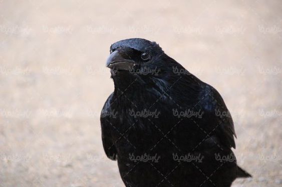 کلاغ سیاه