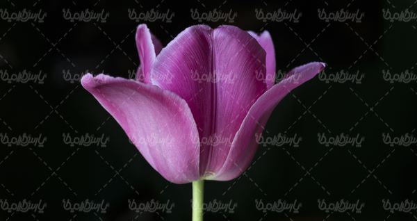 گل طبیعی