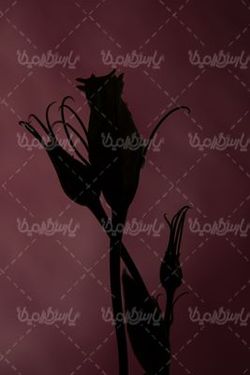 شاخه گل