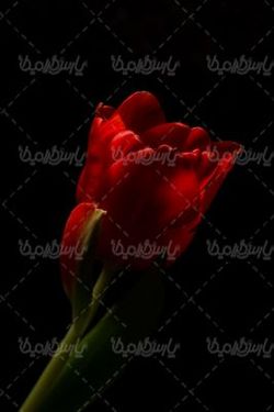 شاخه گل