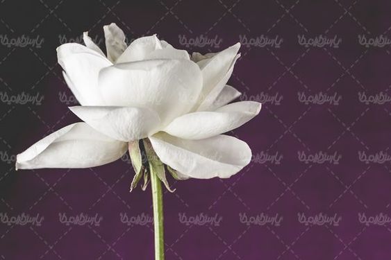 شاخه گل