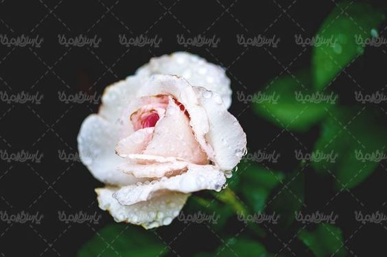 natural flower