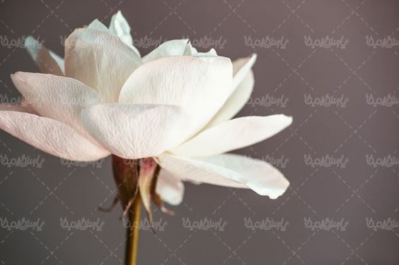 natural flower