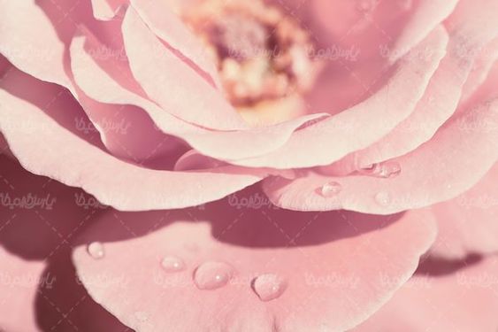 natural flower