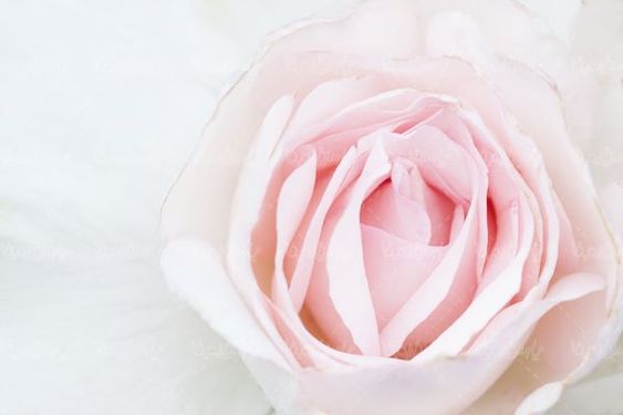 natural flower