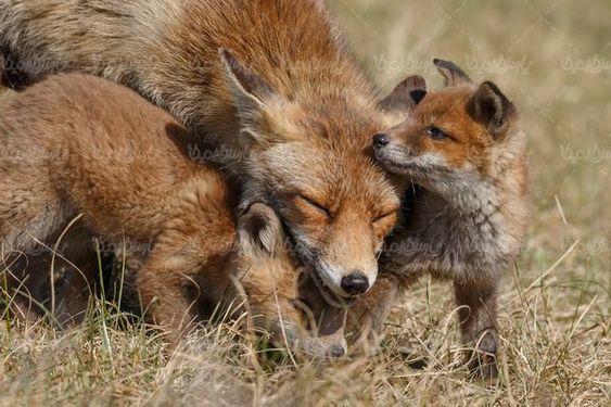 Fox
