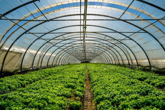 Greenhouse