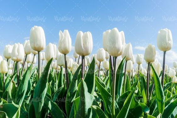 Flower cultivation