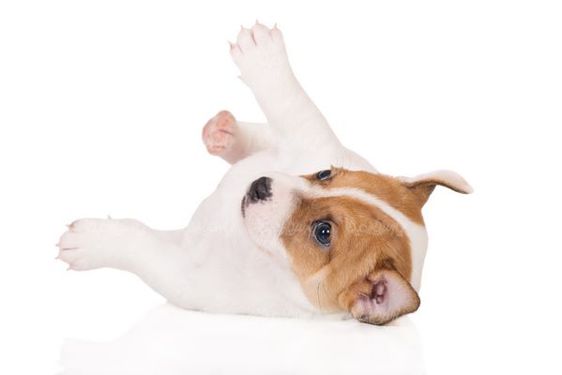 Domestic dog