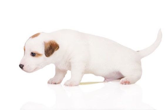 Domestic dog