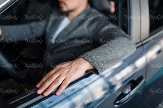 توله سگ