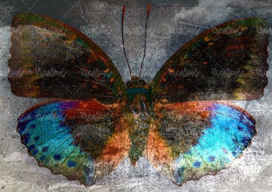 Butterfly background