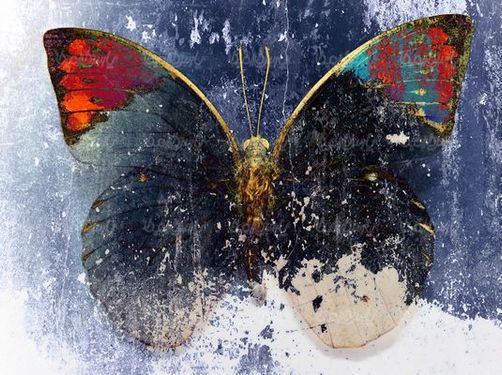 Butterfly background