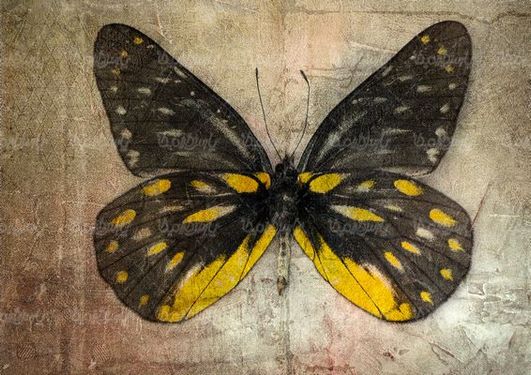 Butterfly background