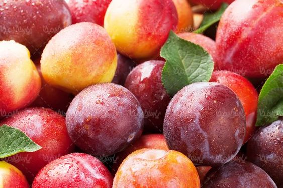 plum