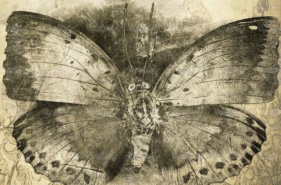 Butterfly background