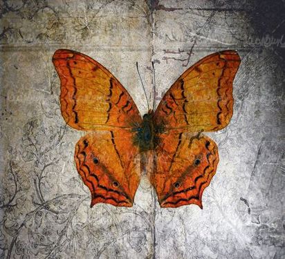 Butterfly background
