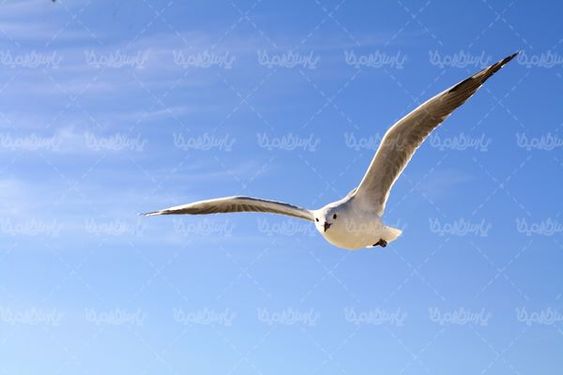 Seagull