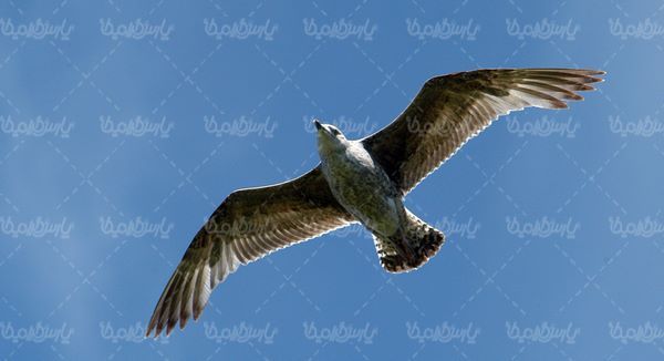 Seagull