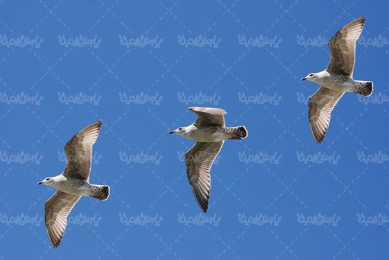Seagull