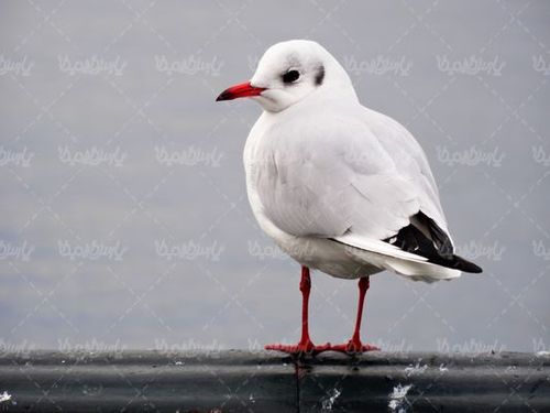 مرغ ماهیخوار
