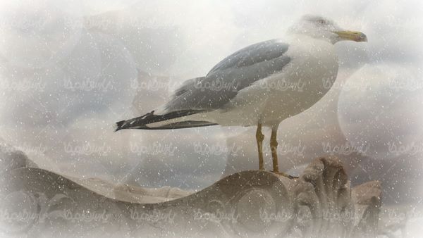 مرغ ماهیخوار