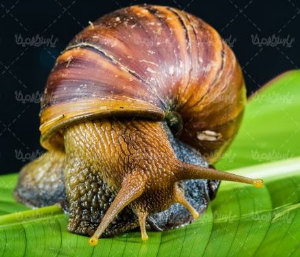 Snail