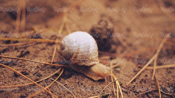 Snail