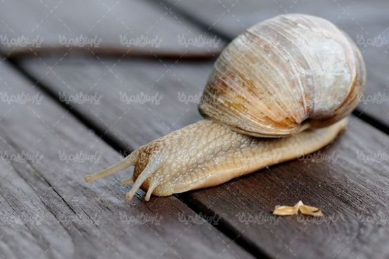 Snail