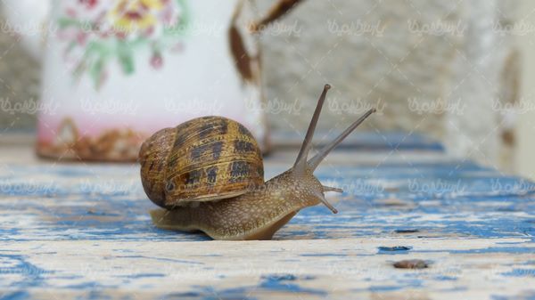 Snail