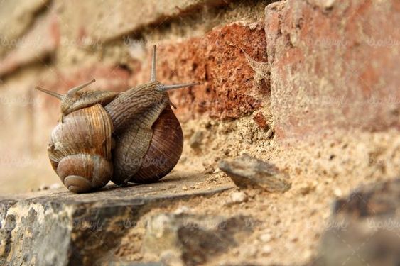 Download Free Snail Photos