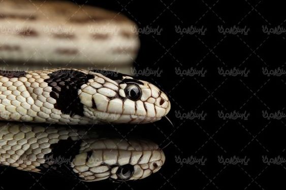 مار