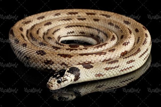 Snake