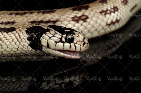 Snake