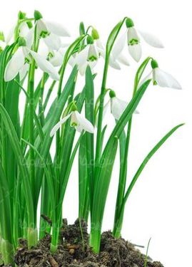 Snow drops flower